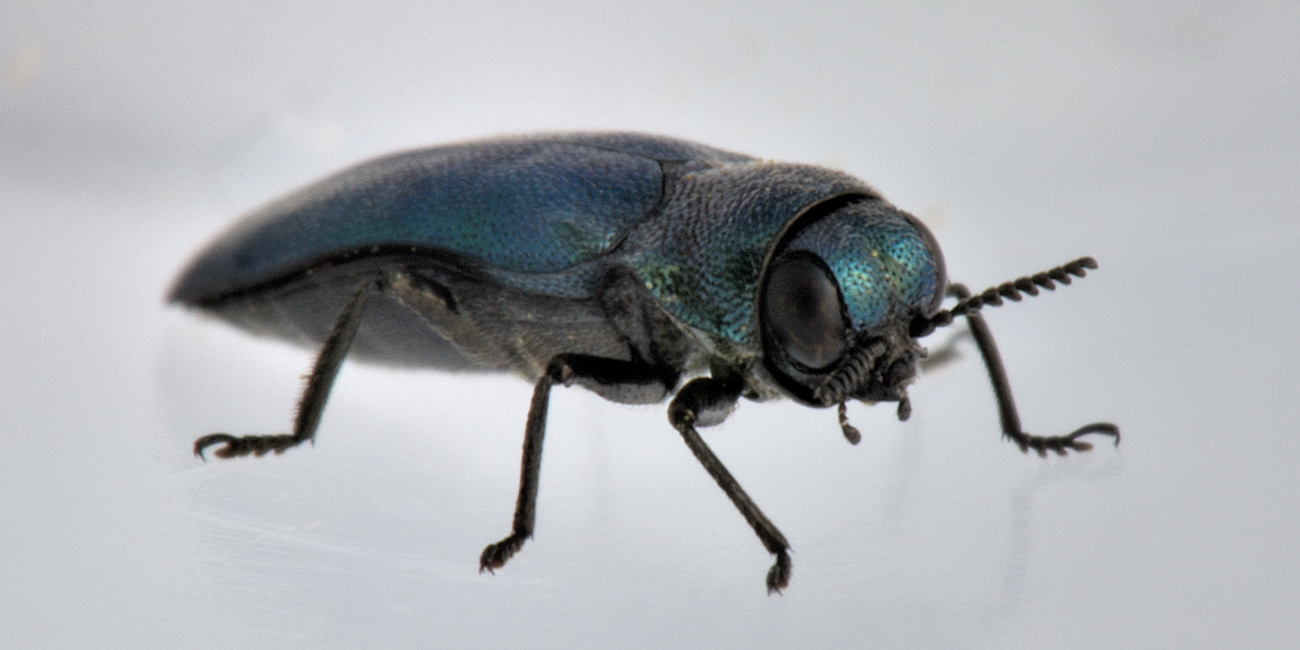 Buprestidae: Meliboeus parvulus (= violaceus)